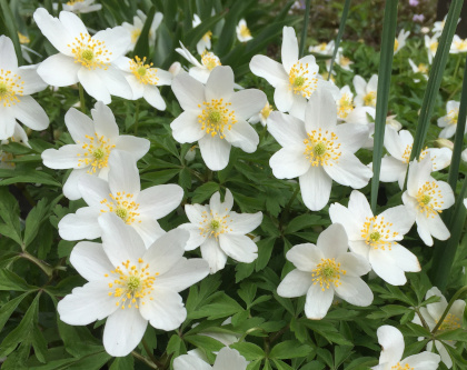 Anemone nemorosa